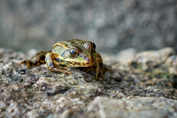 
frog, amphibian, green, animal, toad, wildlife, pond, water, macro, eye, wild, reptile, animals, brown, wet, lake, frogs, swamp, grass, eyes, close up, green amphibian frog, nature, brown,