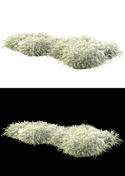 Wild Grass Isolated On White And Black Background For Banners. 3d Rendering - Illustration

