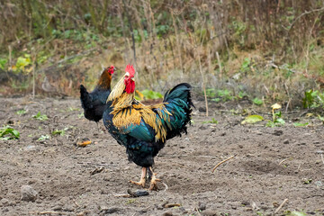 
rooster, chicken, bird, farm, cockerel, poultry, feather, beak, agriculture, nature, red, rural,...