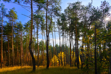 
forest, nature, tree, autumn, landscape, pine, fall, green, season, sky, sun, park, foliage, summer, sunny, redheads, beauty, leaves, sunlight, outdoors, woodland, coniferous forest. beautiful,
