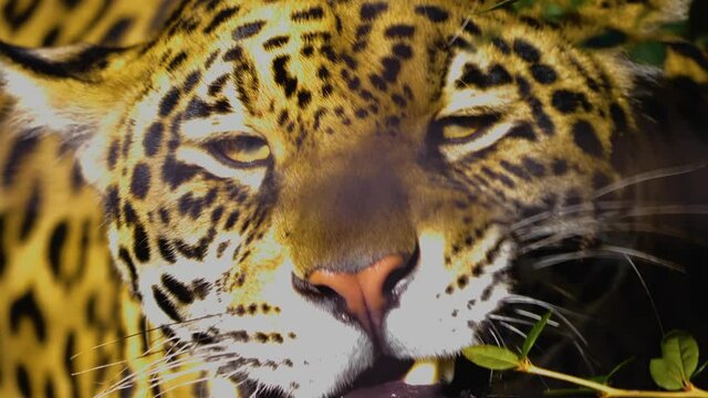 Close up of jaguar chewing on some weeds