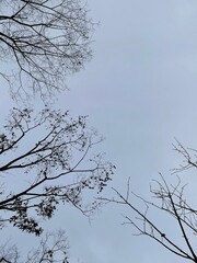 Trees in the hazy winter located in seoul