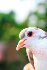 Pigeon posing for the photo. Front view of the face of pigeon face to face with green background.
