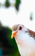 Obraz premium Pigeon posing for the photo. Front view of the face of pigeon face to face with green background.