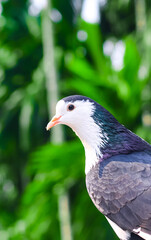 Fototapeta premium Pigeon posing for the photo. Front view of the face of pigeon face to face with green background.