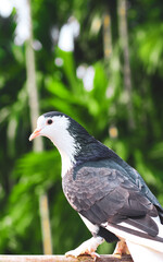 Fototapeta premium Pigeon posing for the photo. Front view of the face of pigeon face to face with green background.