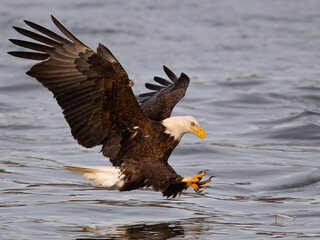 Bald Eagle About to Grab Fish from River