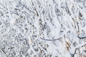 Christmas background. A tree branch covered with white snow.