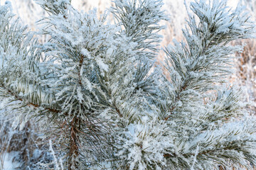 Winter background. Snow-covered branches of green spruce.