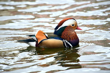 Mandarin duck swimming in a pond