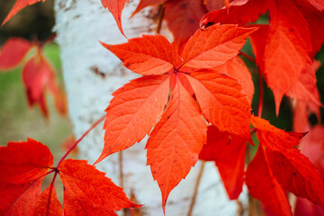 red autumn leaves