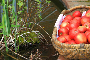 Rote &Auml;pfel liegen in einem Korb, der dekorativ an einem Teich mit Wasserpflanzen steht