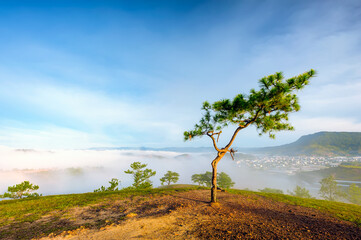 Fototapeta na wymiar A tree on a hill during sunrise in Da Lat city, Vietnam.