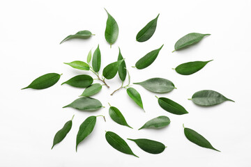 Green tea leaves on white background
