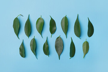 Green tea leaves on color background