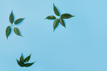 Green tea leaves on color background