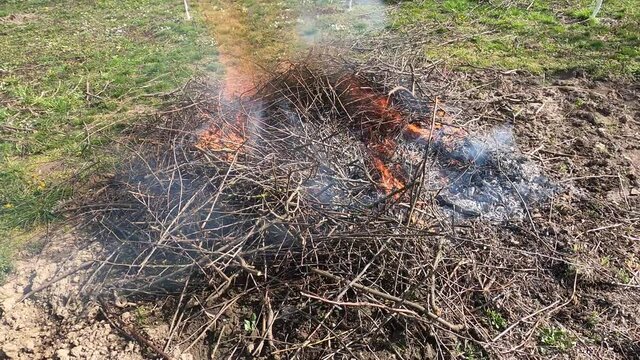 Burning leaves and branches in the garden after pruning fruit trees.
