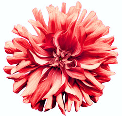 Pink flower dahlia  on a white  background isolated  with clipping path. Closeup. shaggy  flower...