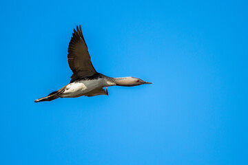 Sterntaucher (Gavia stellata)