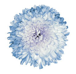 White-blue chrysanthemum  flower.  White isolated background with clipping path.   Closeup  no shadows.  For design.  Nature.