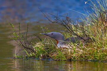 Sterntaucher (Gavia stellata)