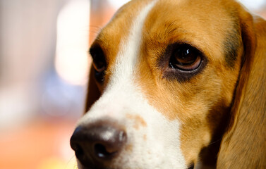 Portrait of Beagle dog, photo for graphic design
