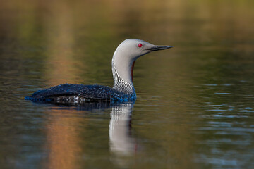 Sterntaucher (Gavia stellata)