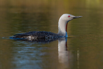 Sterntaucher (Gavia stellata)