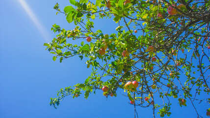 green leaves and blue sky