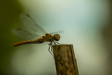 Libelle Makroaufnahme