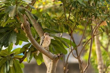 Shikra or Accipiter badius or little banded goshawk portrait with eye contact perched on tree at ranthambore national park rajasthan india