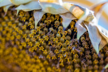 Sonnenblume Makroaufnahme