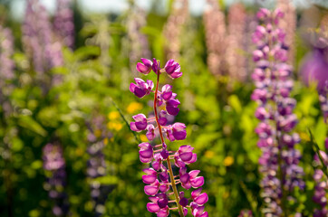 Sunny summer landscape with blooming beautiful pink lupin or lupinus flowers during warm summer sunset.