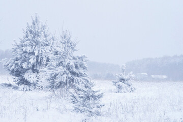 Winter blizzard. Winter vacation. Snow-covered Christmas trees.