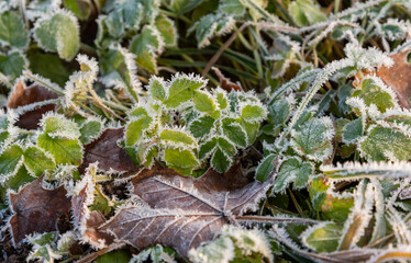 First frost in nature.