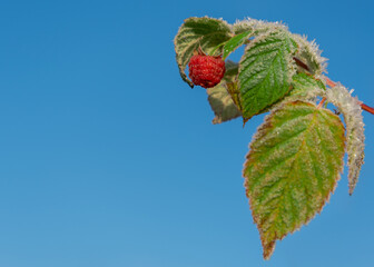 Branch of raspberries in a first frost.