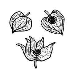 Physalis clip art, set of elements. Plant. Logo monochrome design. Line art. Ink vector illustration. Isolated on white background.