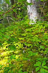 Black currants in the forest