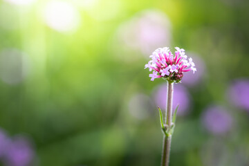 The background image of the colorful flowers