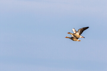 Pair of Greylag geese flying at blue sky