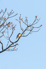 Alone Whinchat bird on a budding tree at spring