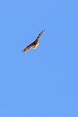 Buzzard at a blue sky