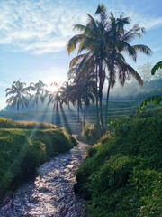Fototapeta premium tropical island with trees