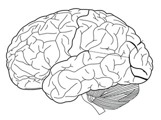 
Draw a line in the shape of the brain showing the jagged lines of the brain.
