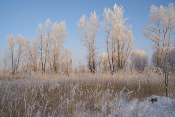 Breath of winter, first ice on the lake, dawn on a frosty morning with frost on the grass, close-up of frost, patterns on the first ice.