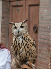 Eagle owl closeup