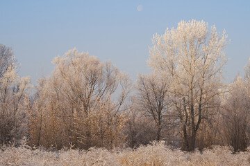 Breath of winter, first ice on the lake, dawn on a frosty morning with frost on the grass, close-up...
