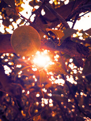 Sunset seen through a plant