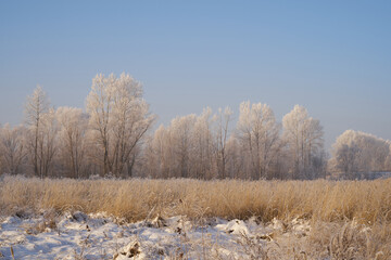 Breath of winter, first ice on the lake, dawn on a frosty morning with frost on the grass, close-up of frost, patterns on the first ice.