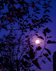 Nights scenes with moon and trees